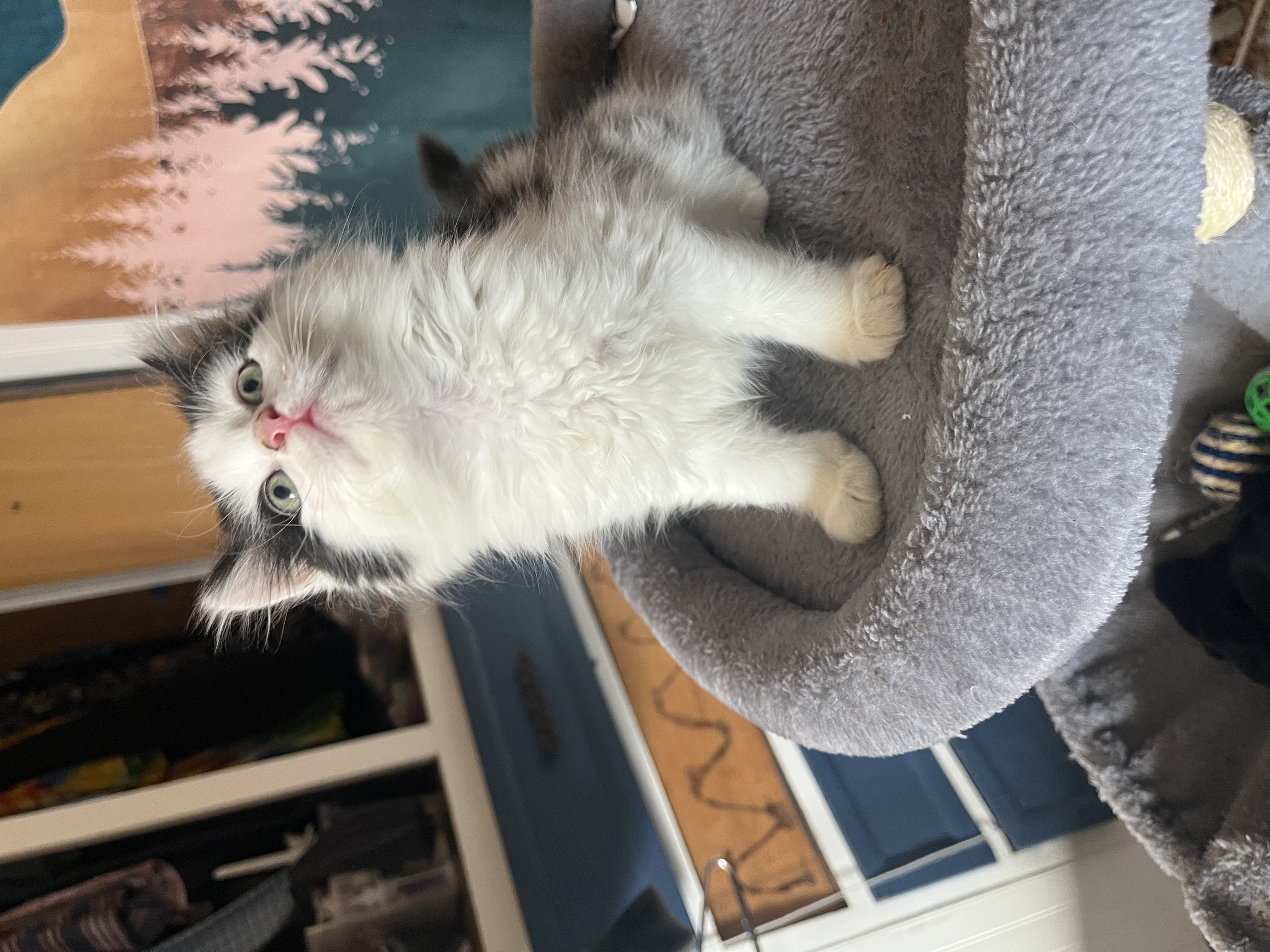 Picture of the Animal Listed