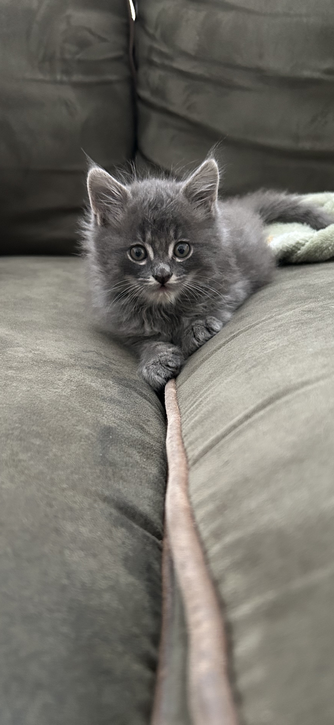 Picture of the Animal Listed