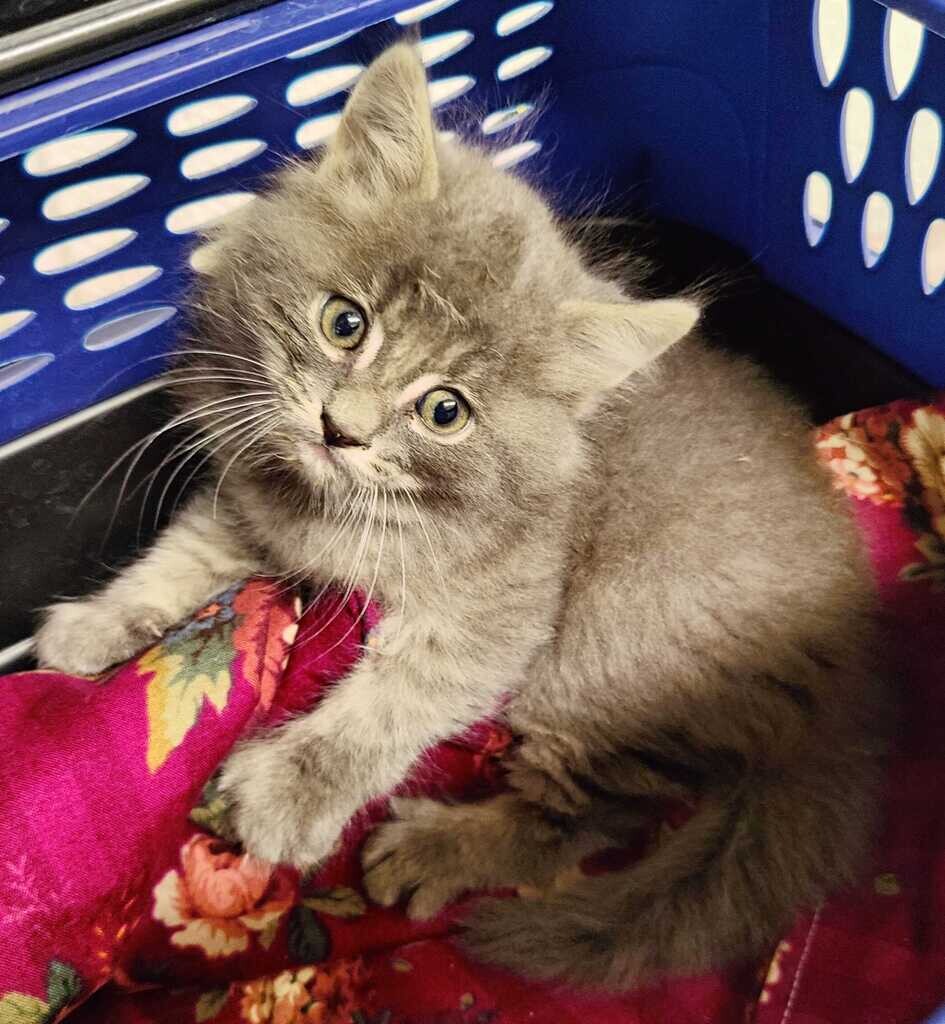 Picture of the Animal Listed