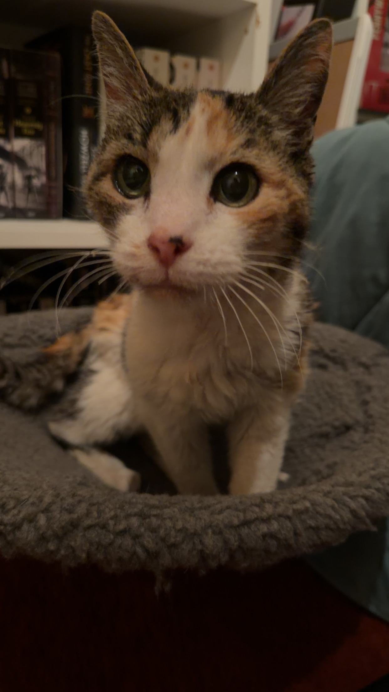 Picture of the Animal Listed