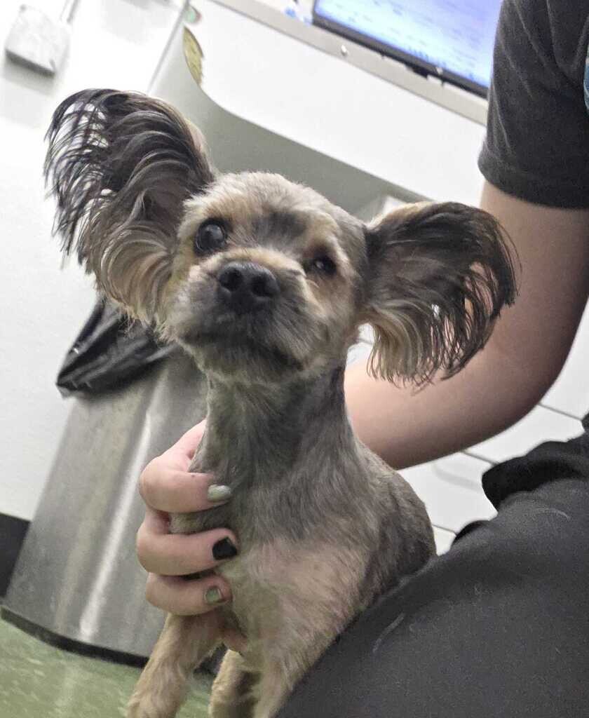Picture of the Animal Listed
