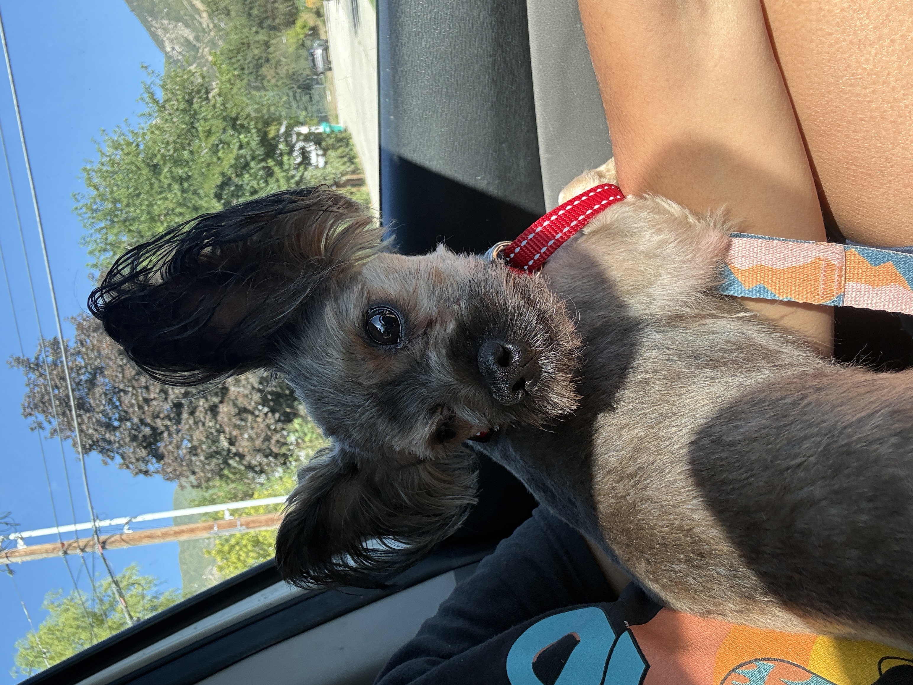 Picture of the Animal Listed