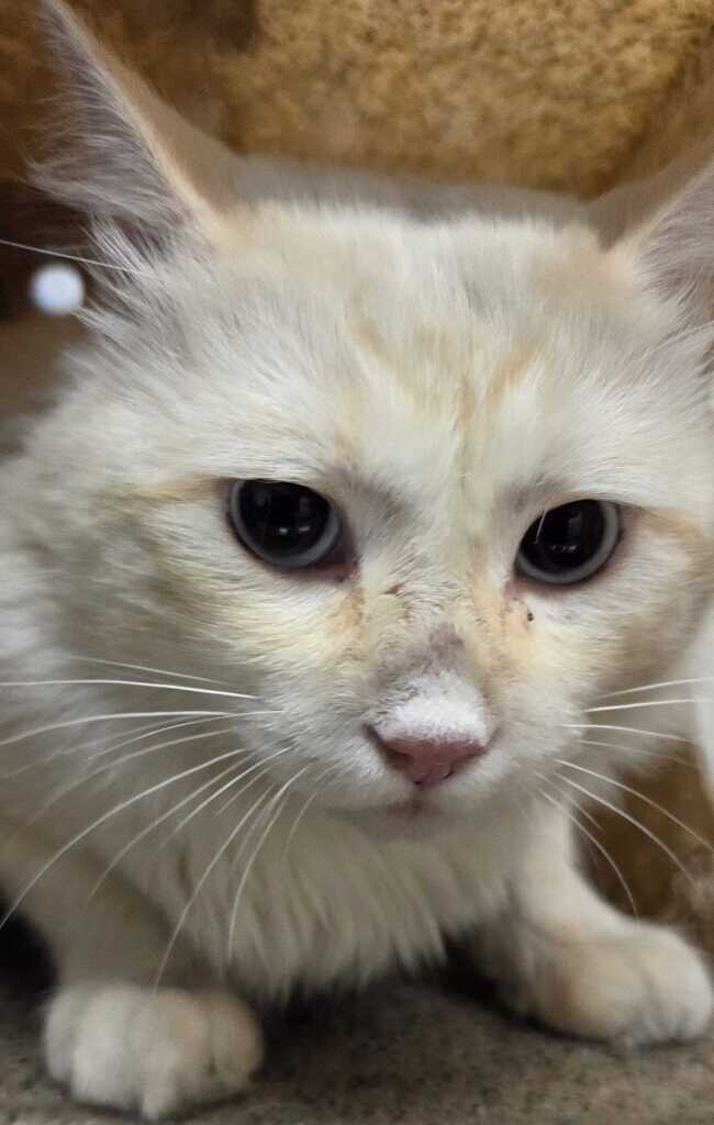 Picture of the Animal Listed