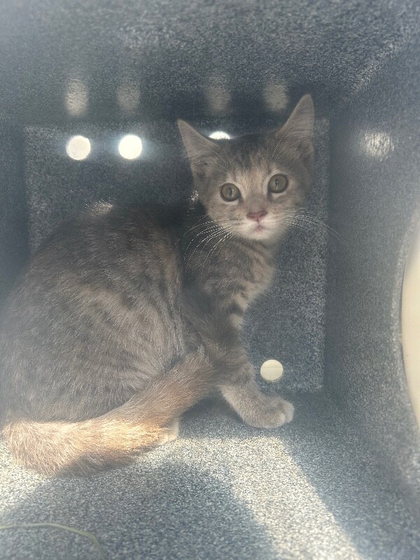 Picture of the Animal Listed