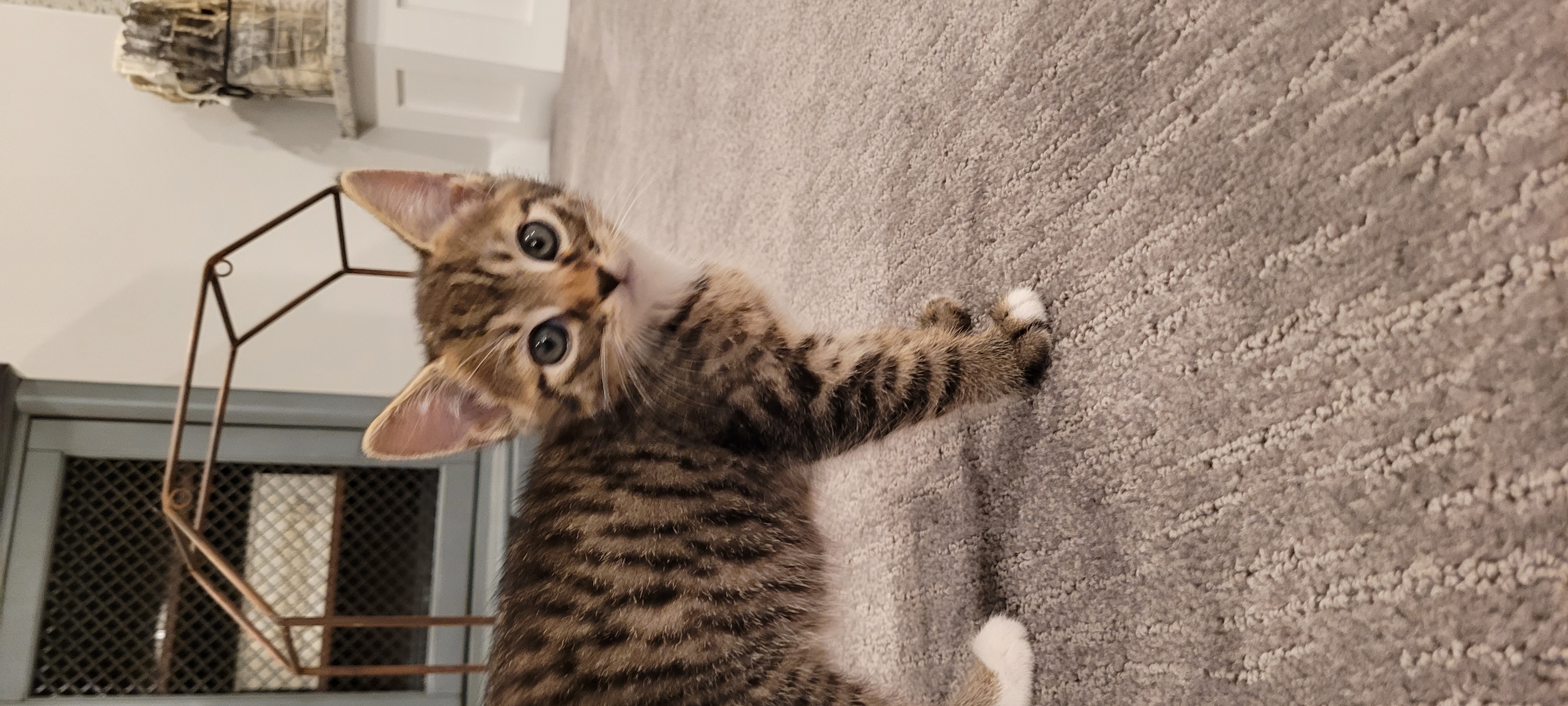 Picture of the Animal Listed