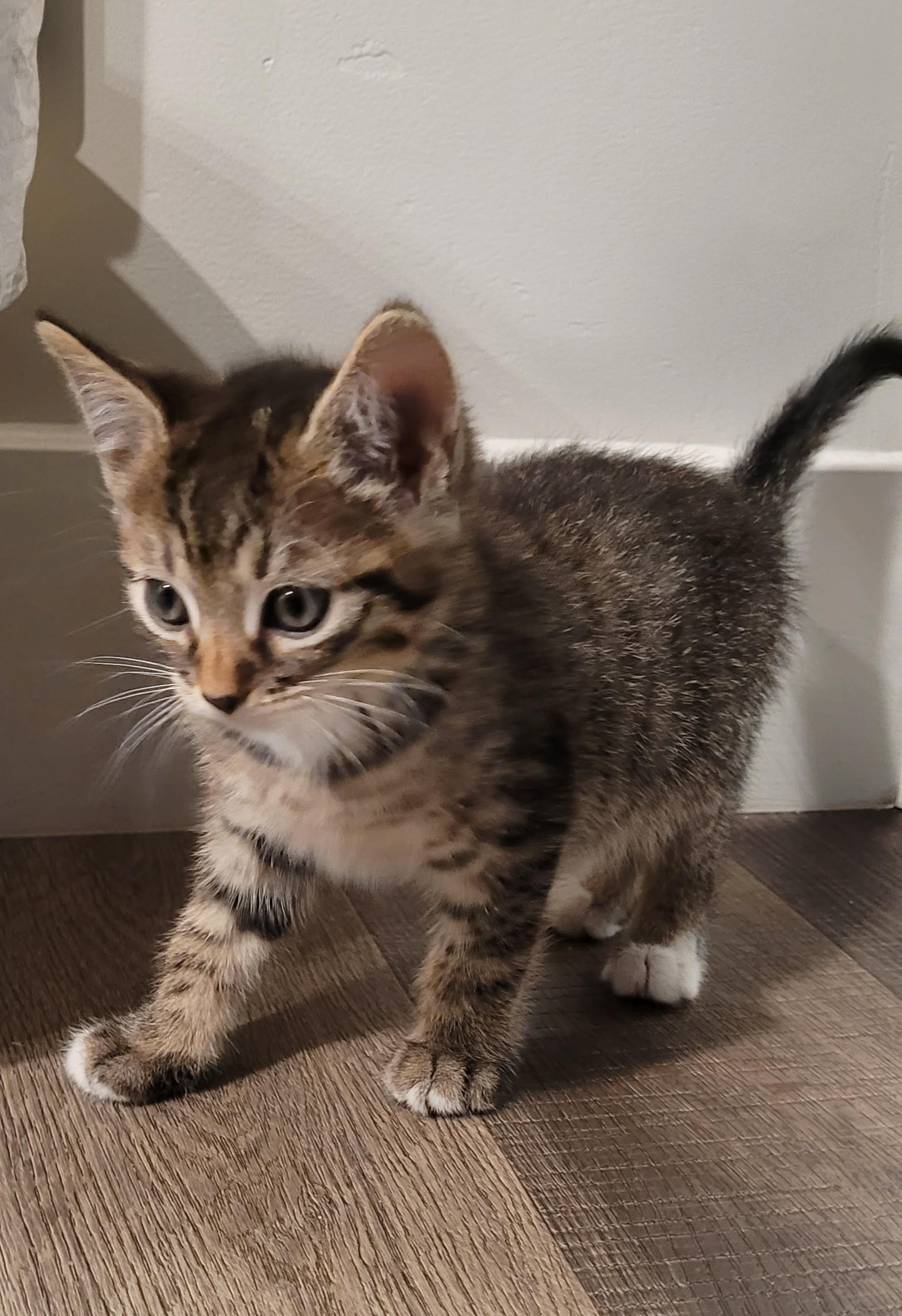 Picture of the Animal Listed
