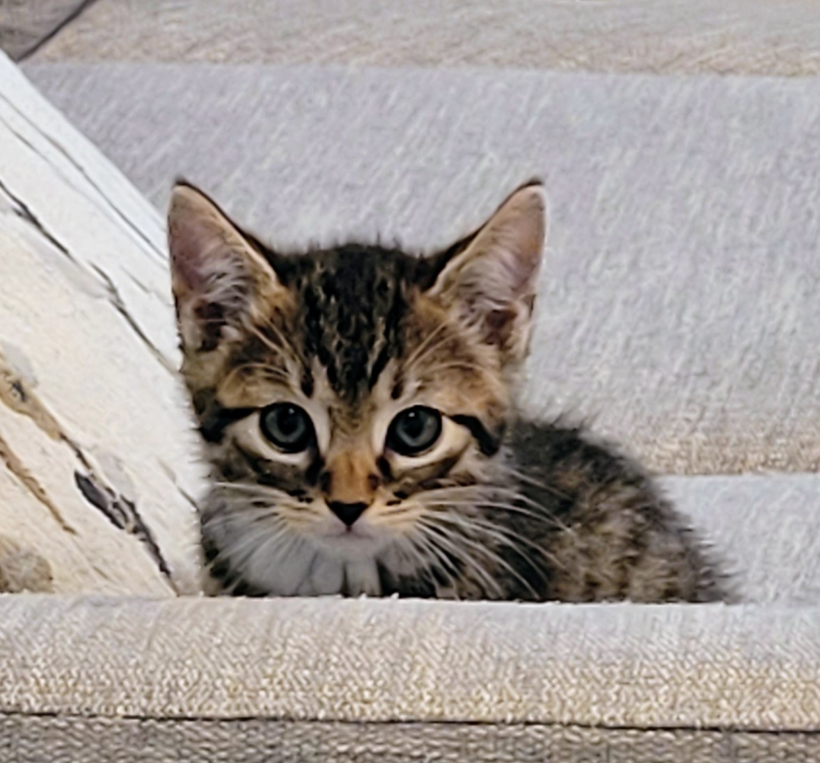 Picture of the Animal Listed