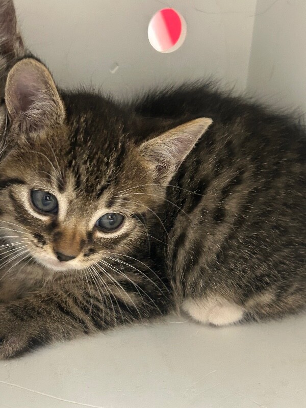 Picture of the Animal Listed