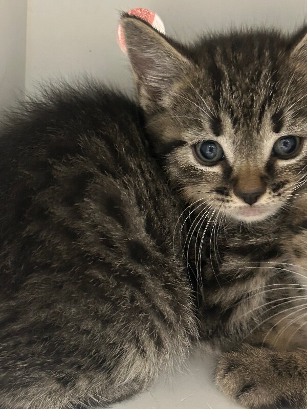 Picture of the Animal Listed