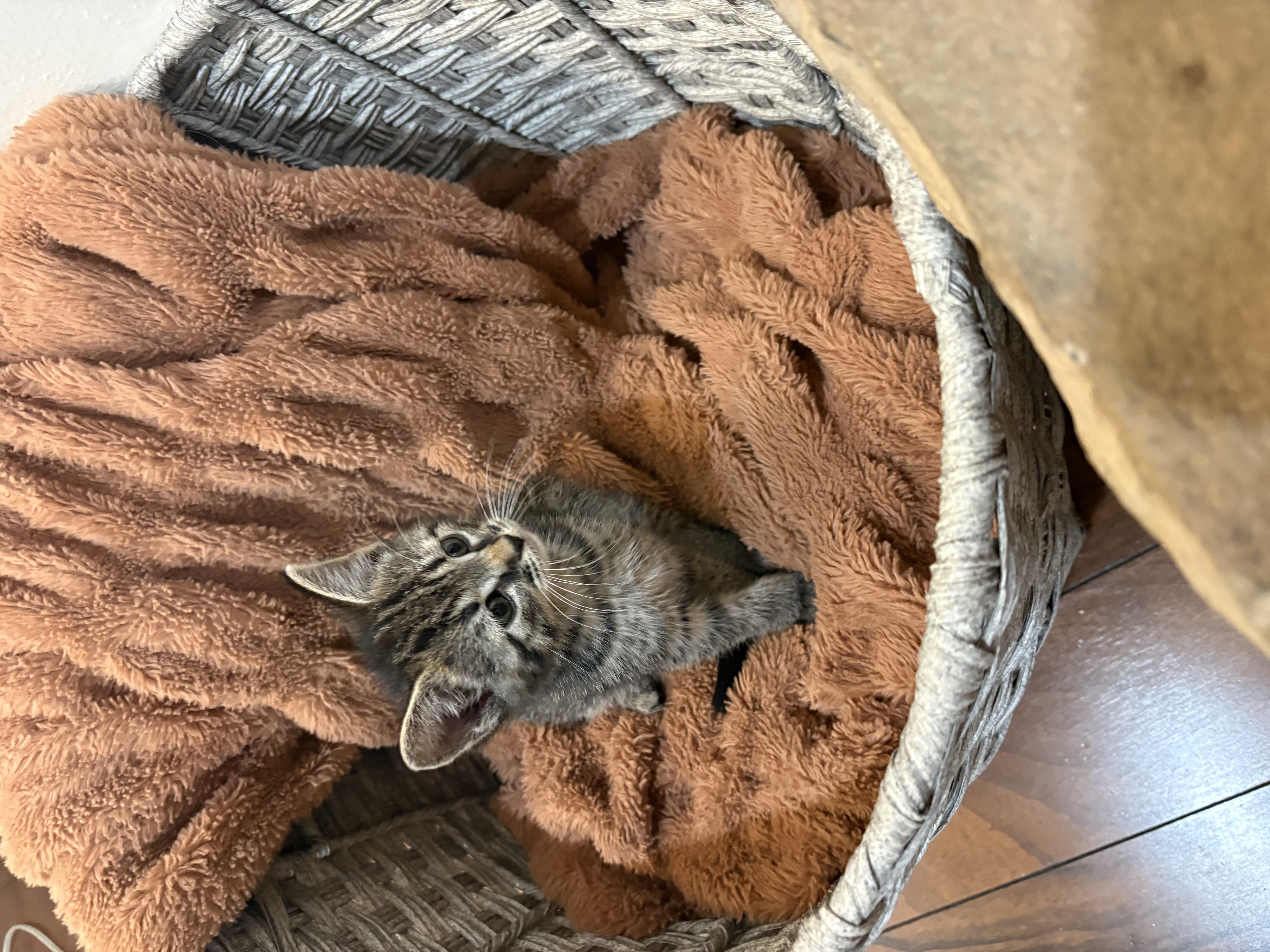 Picture of the Animal Listed