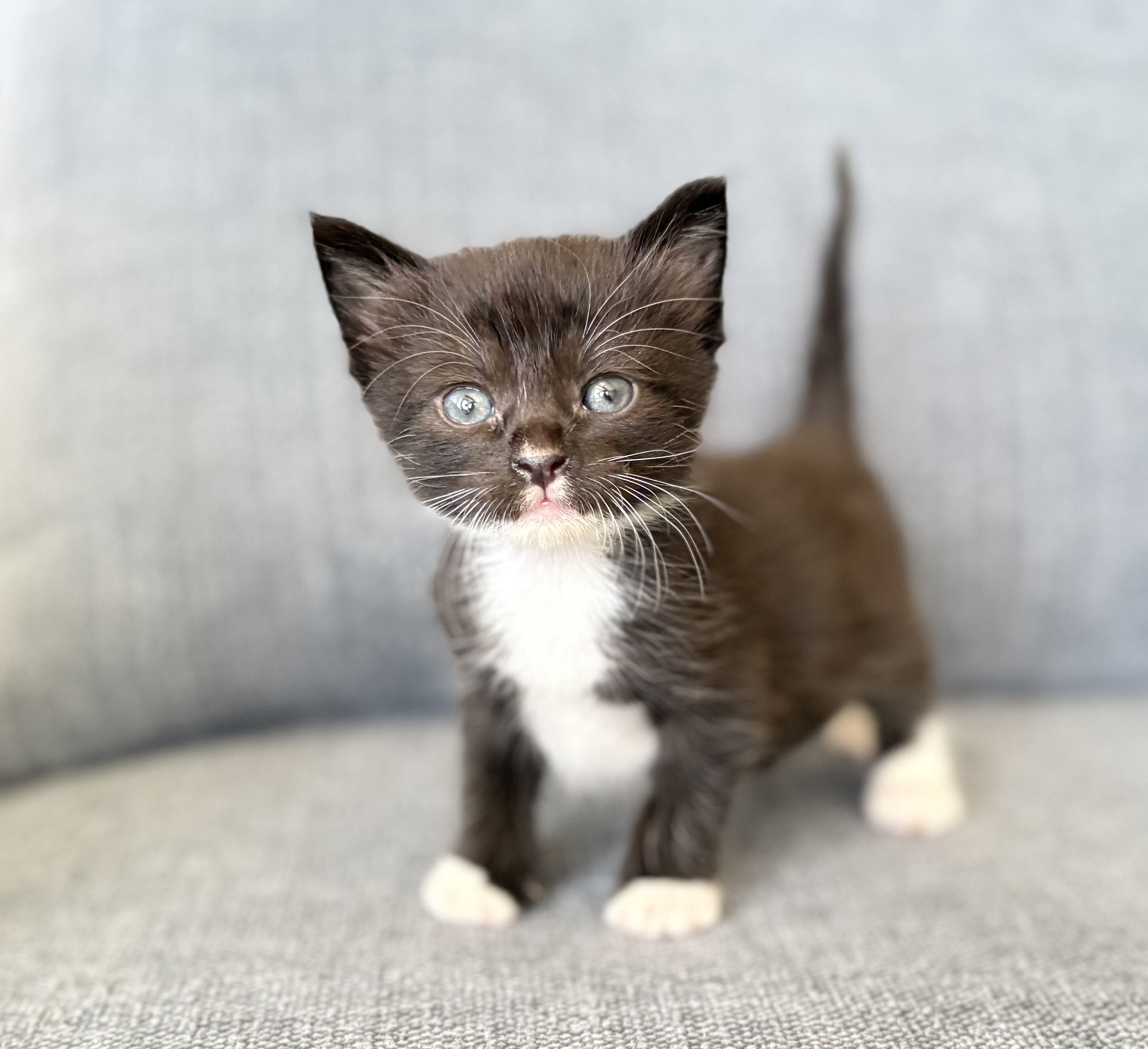 Picture of the Animal Listed