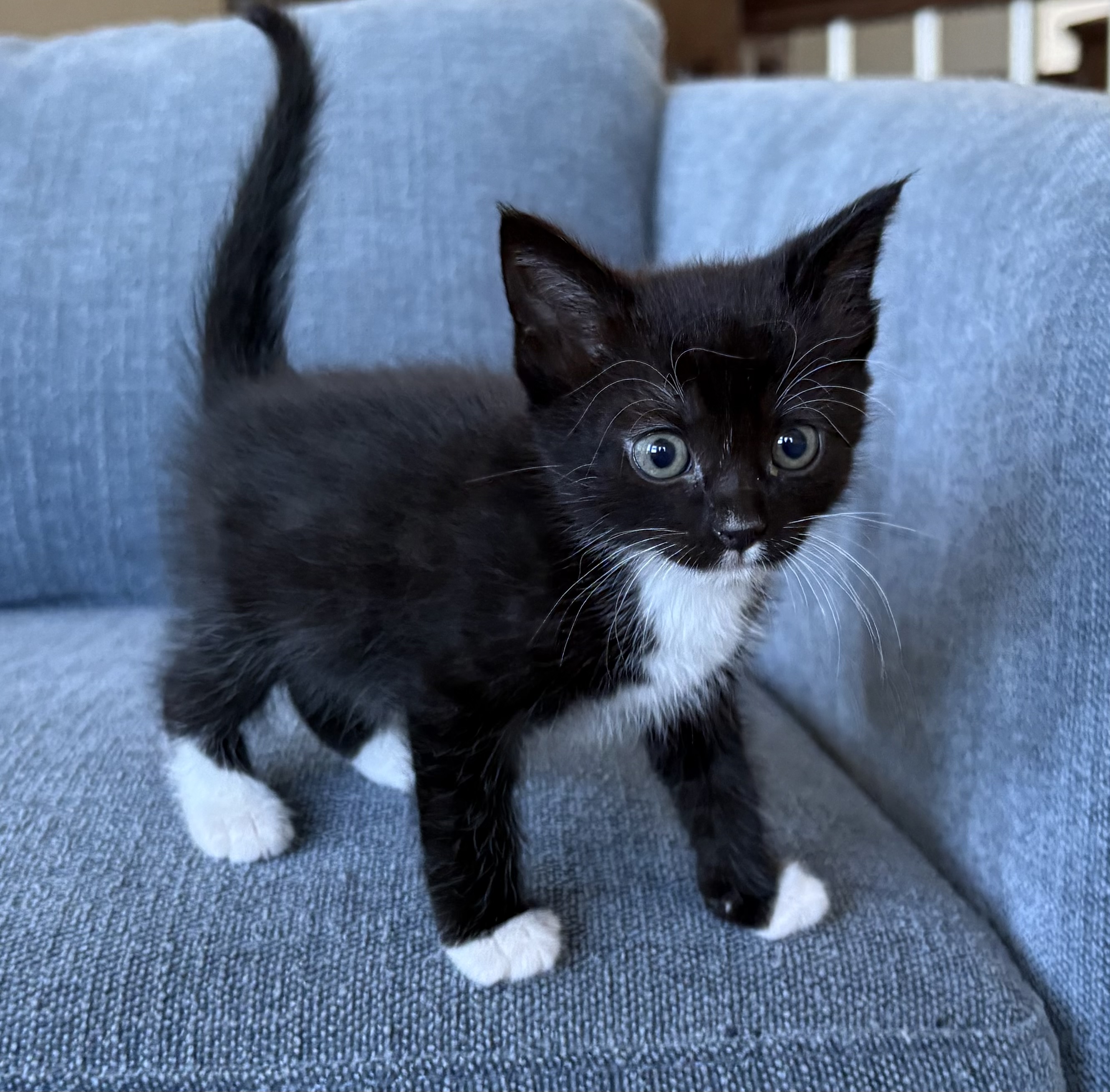 Picture of the Animal Listed