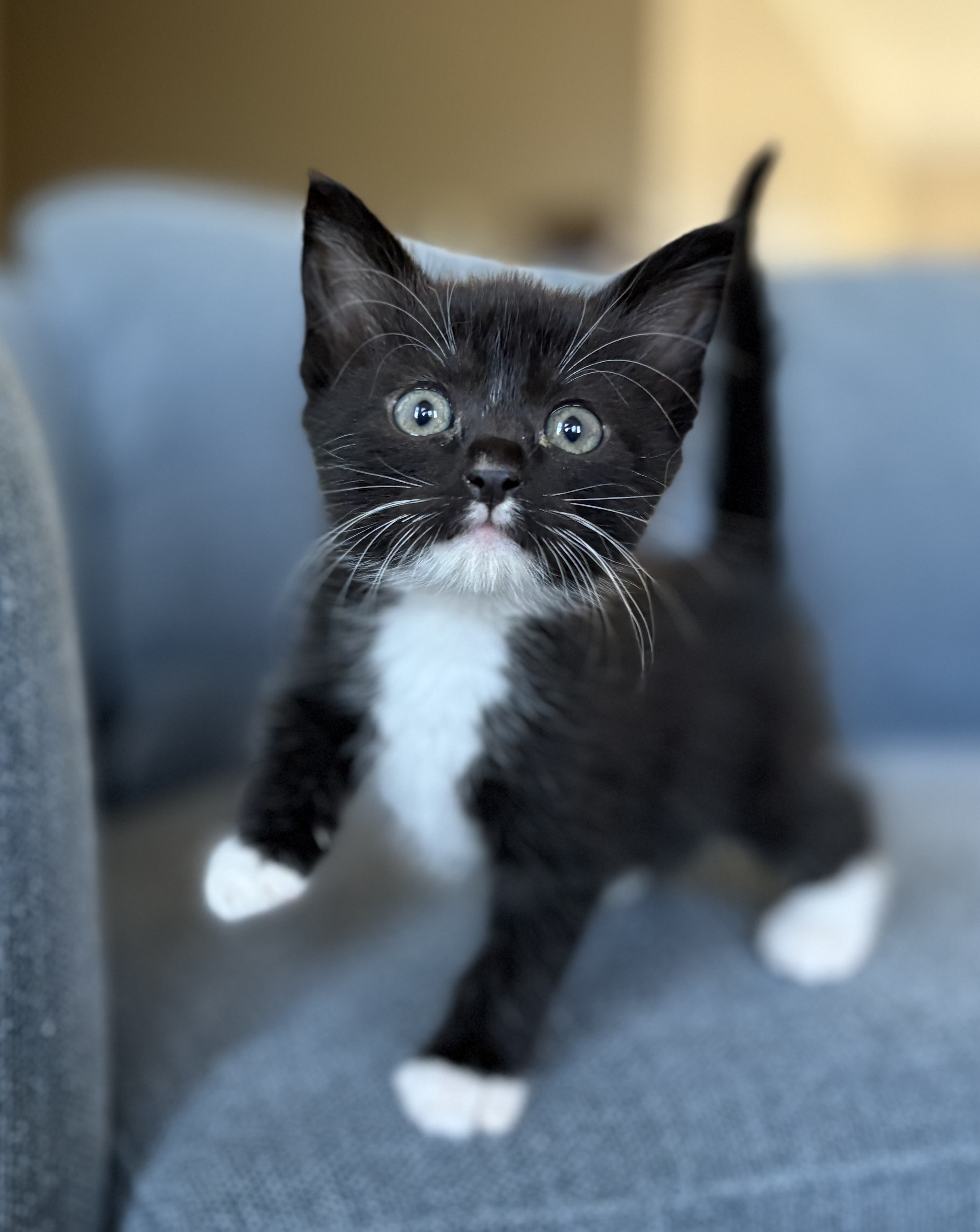 Picture of the Animal Listed