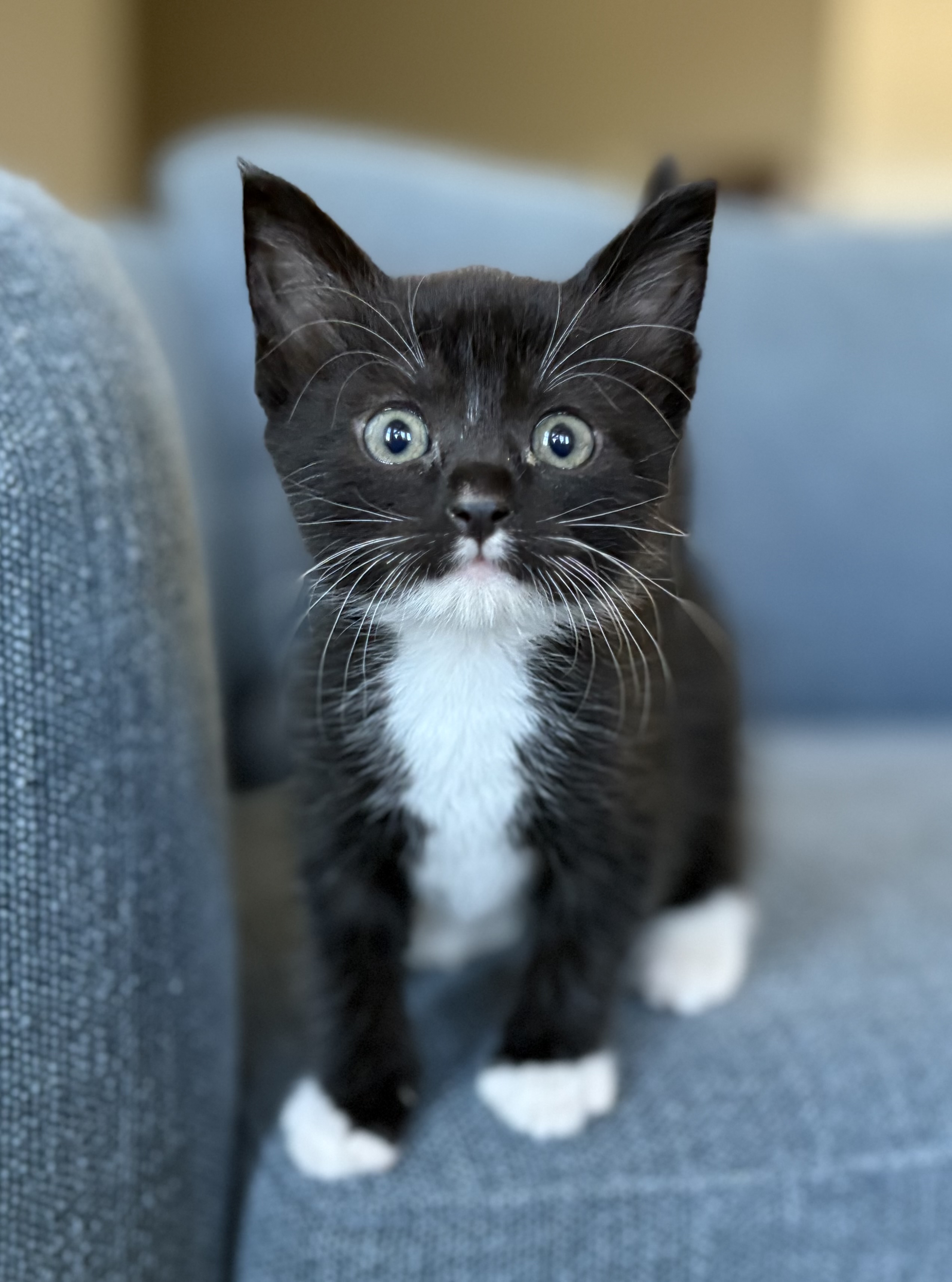 Picture of the Animal Listed