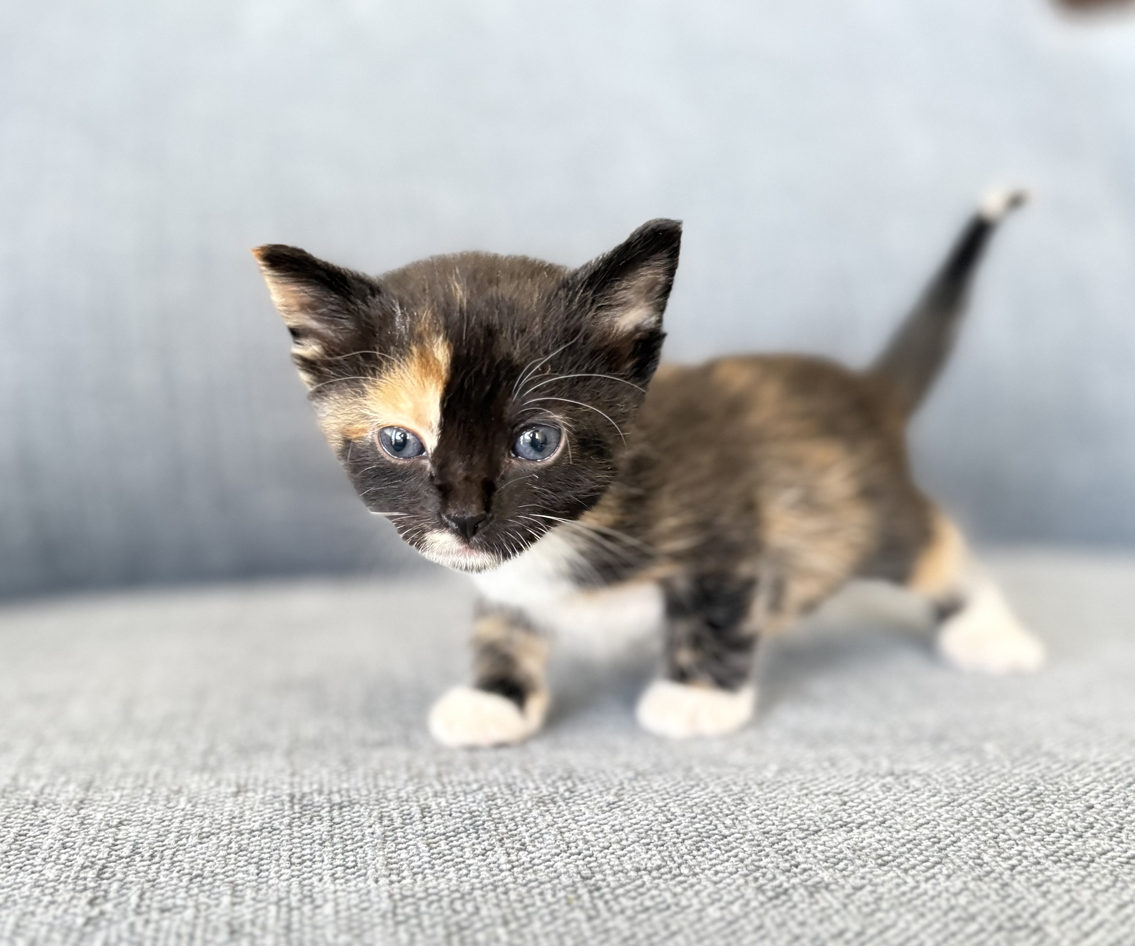 Picture of the Animal Listed