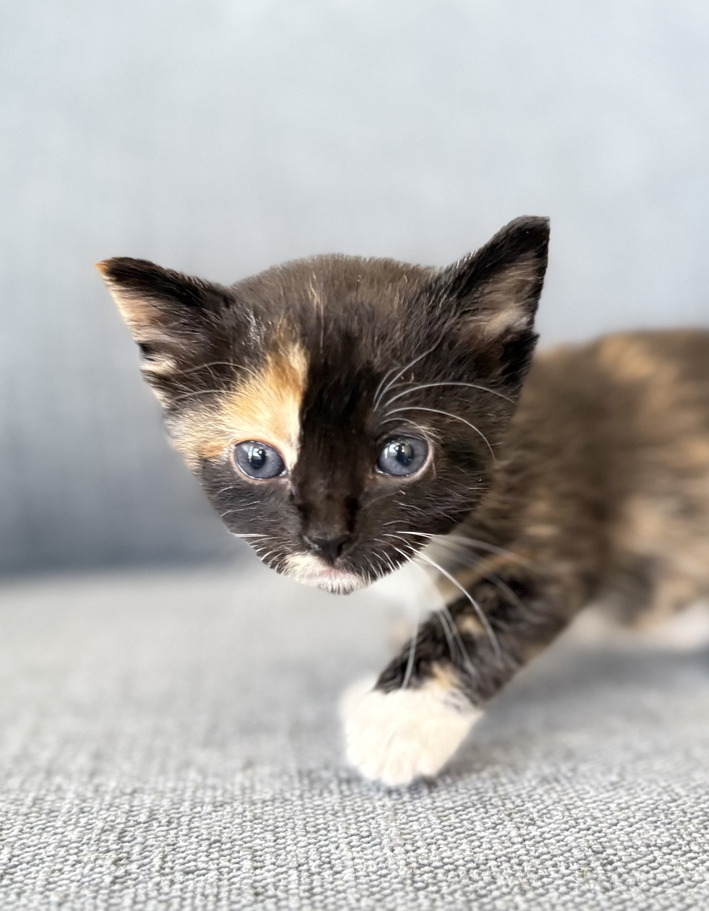 Picture of the Animal Listed