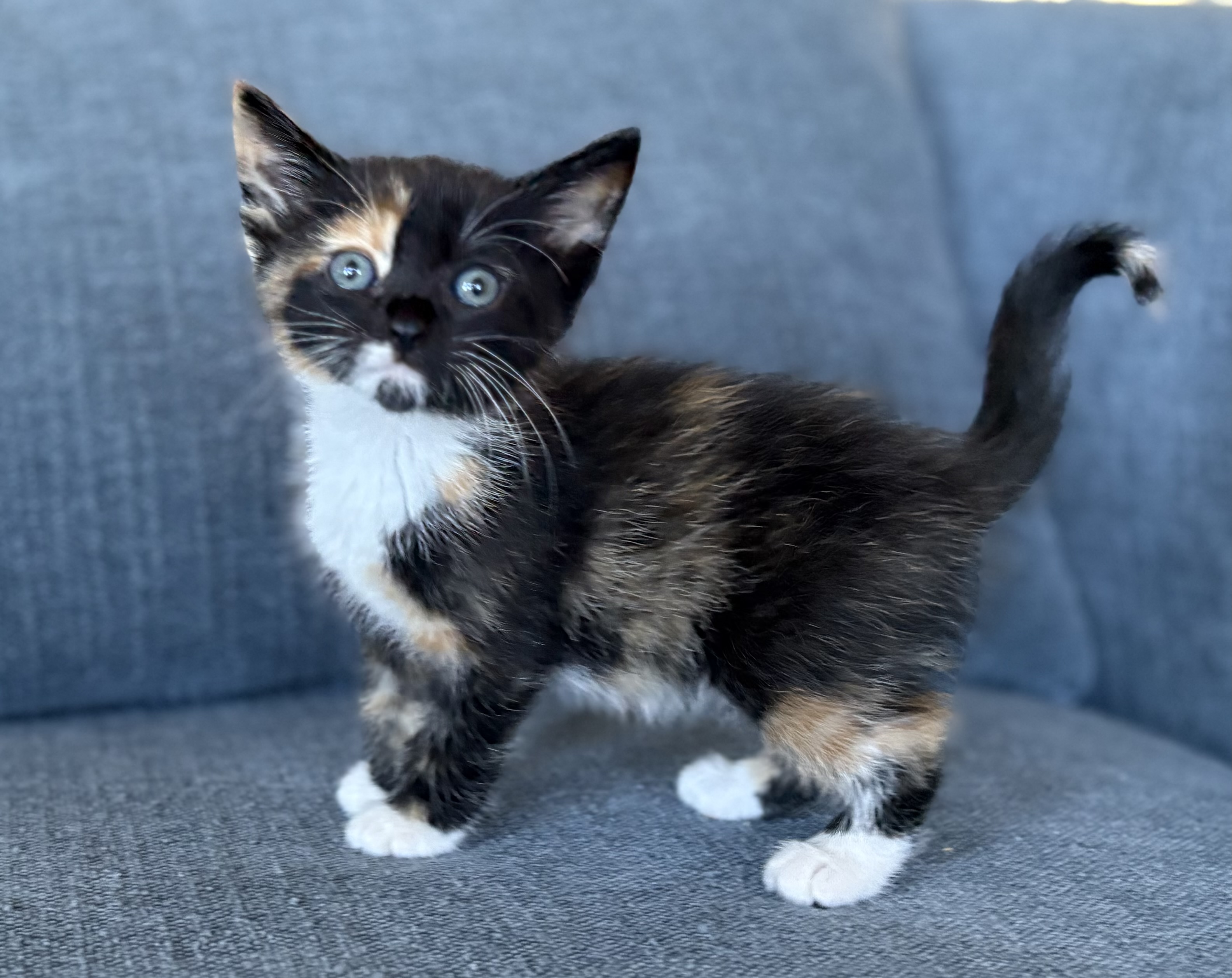 Picture of the Animal Listed