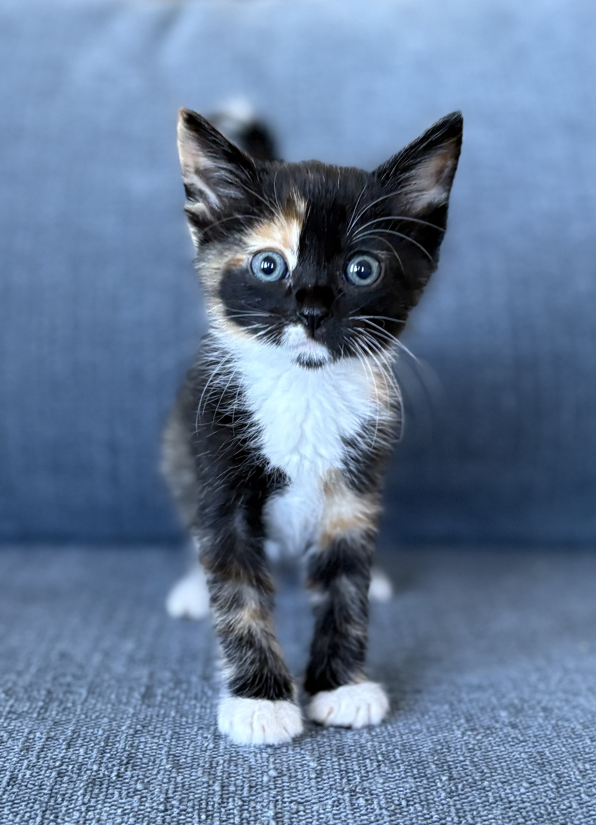Picture of the Animal Listed