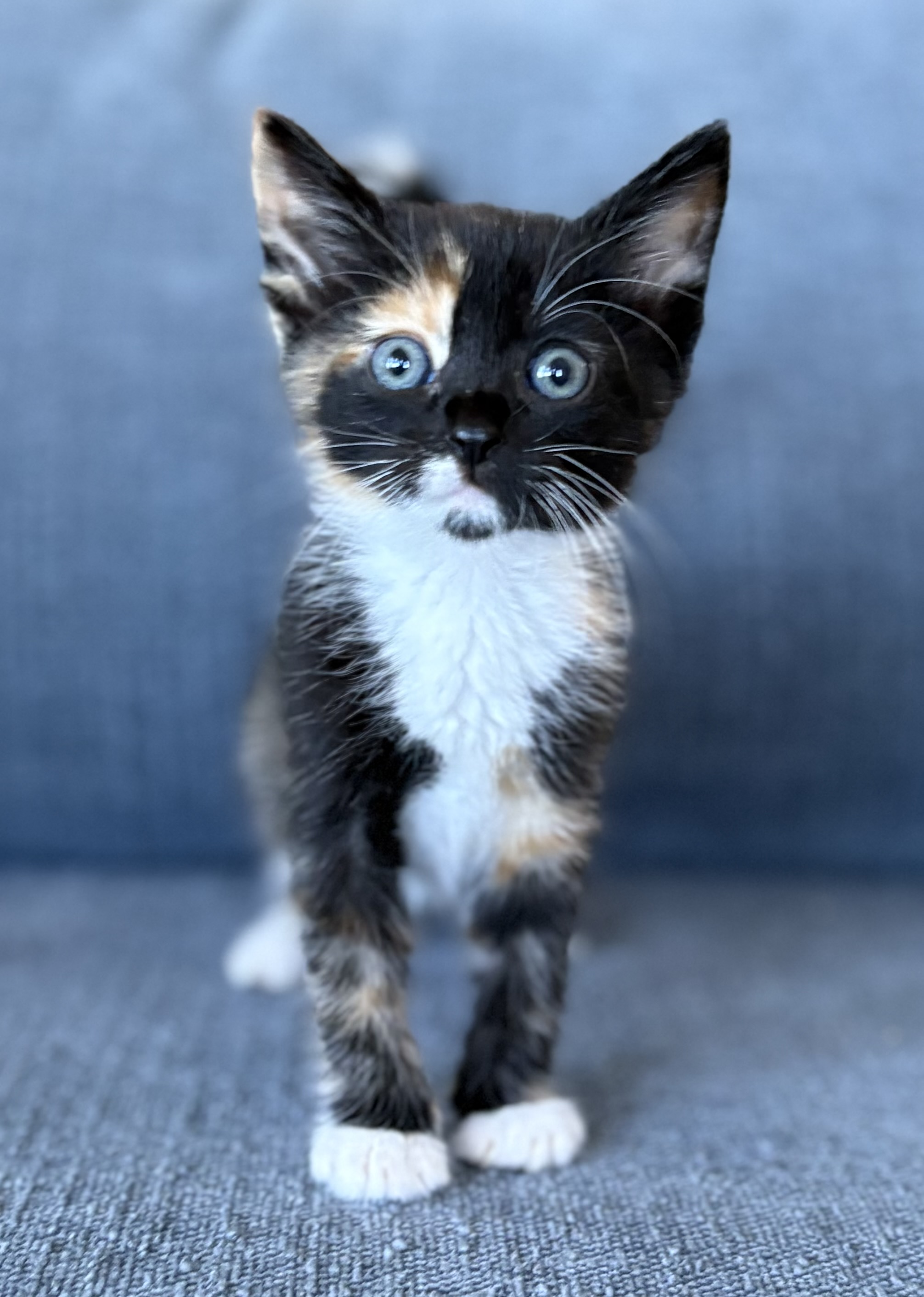 Picture of the Animal Listed