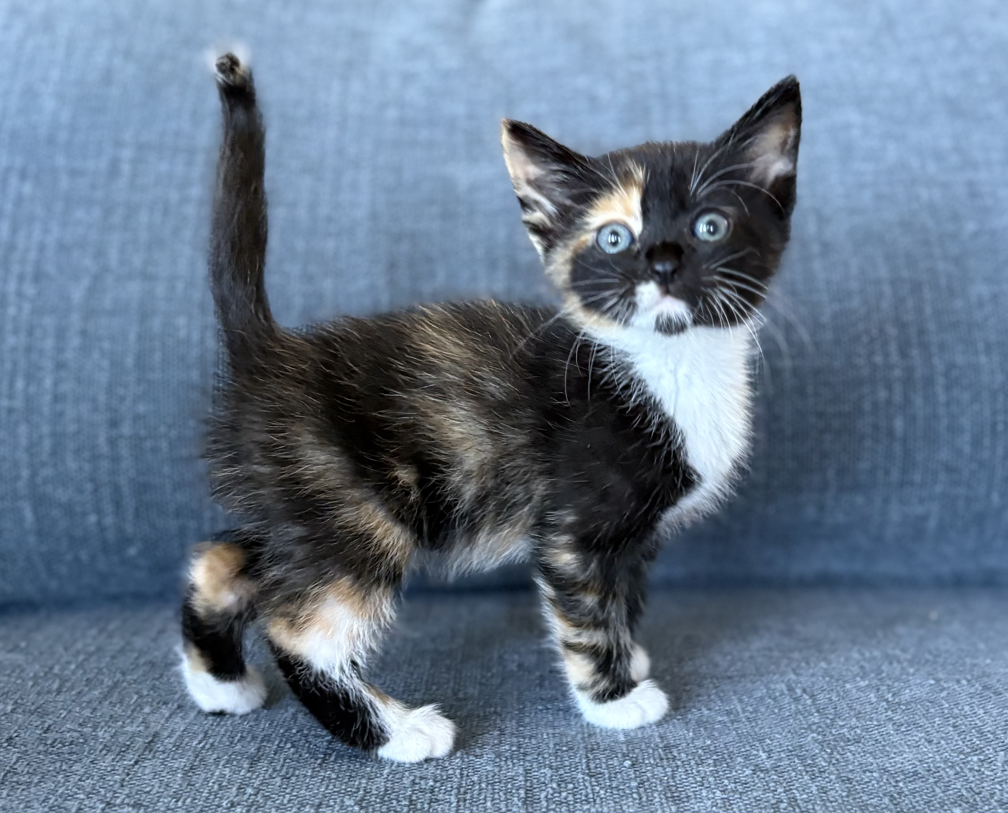 Picture of the Animal Listed