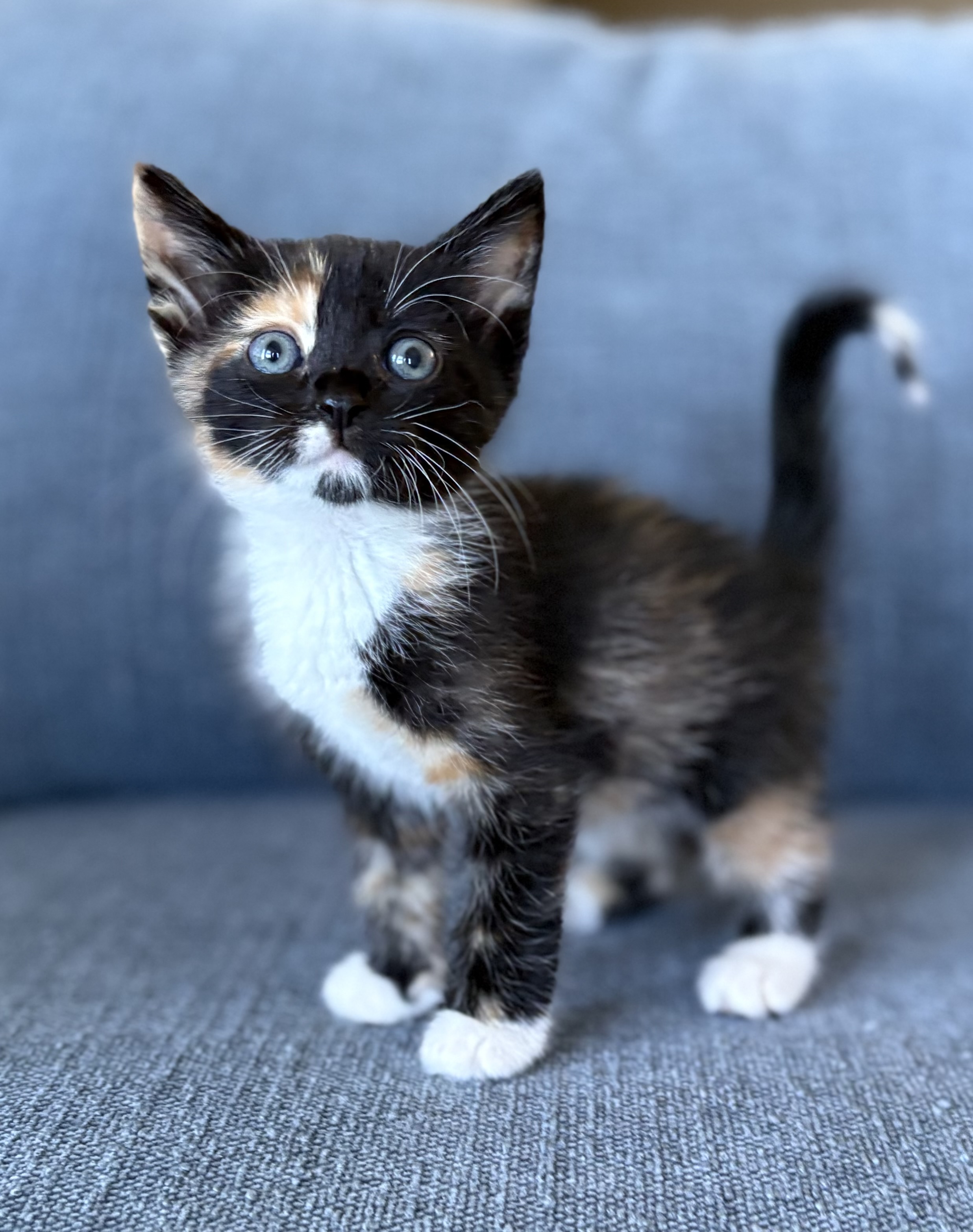 Picture of the Animal Listed