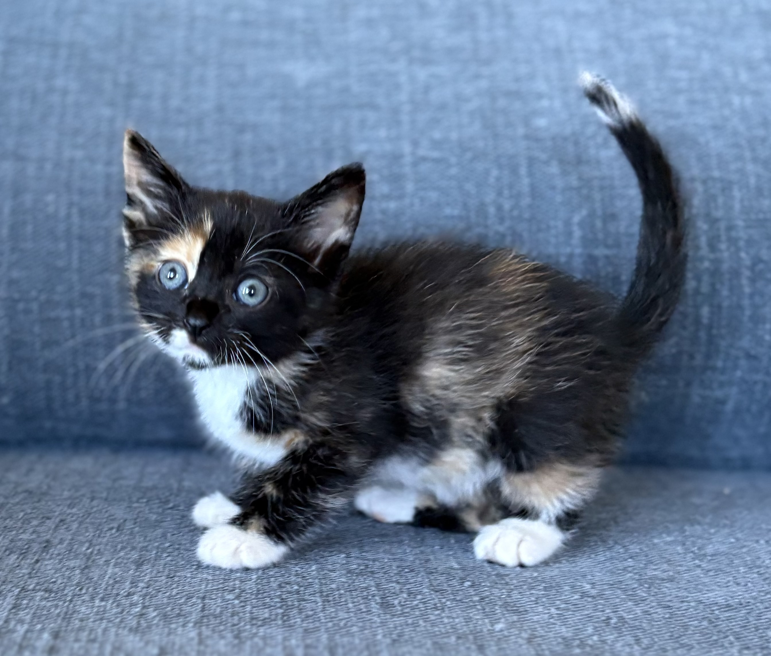 Picture of the Animal Listed