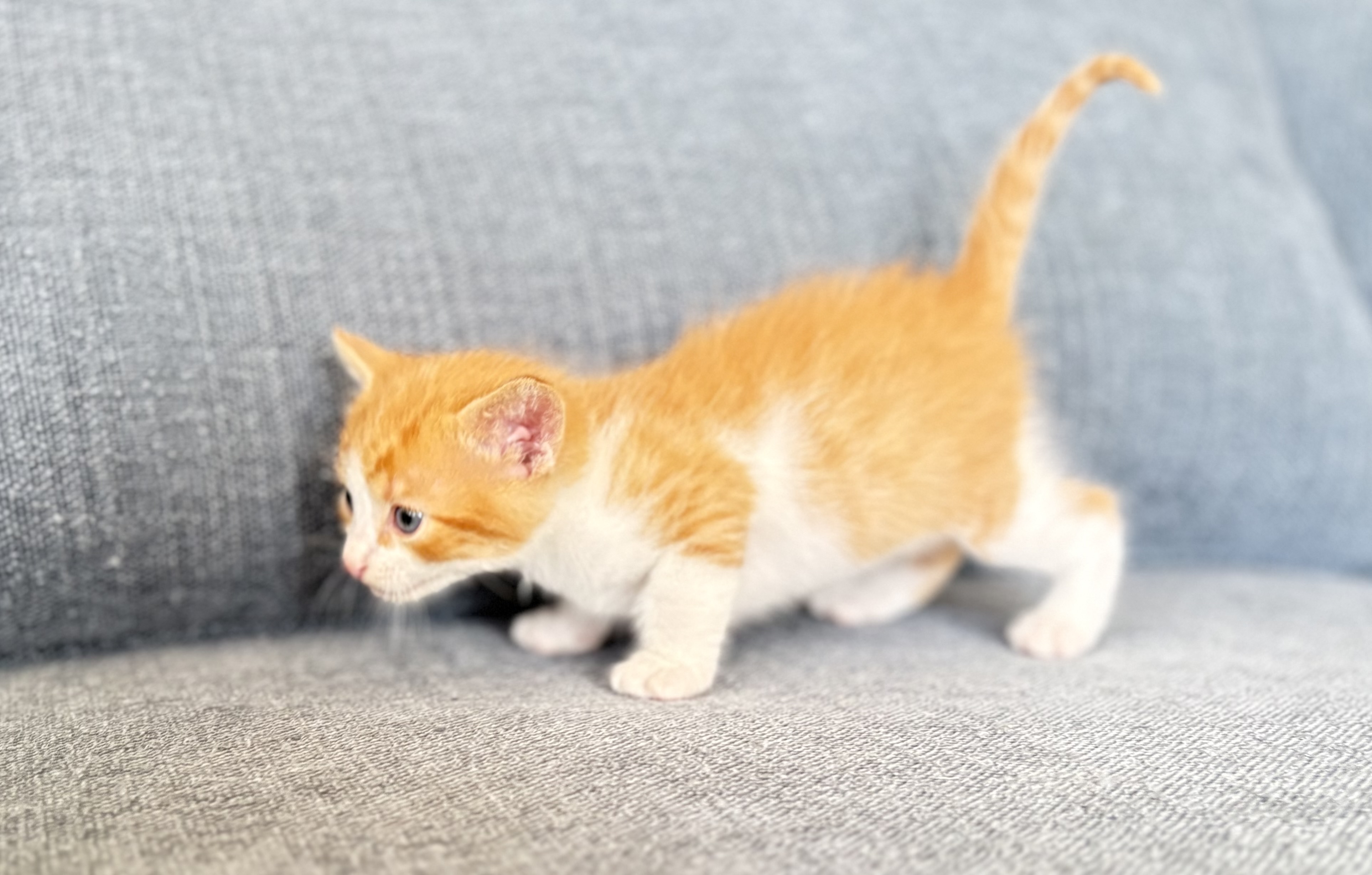 Picture of the Animal Listed