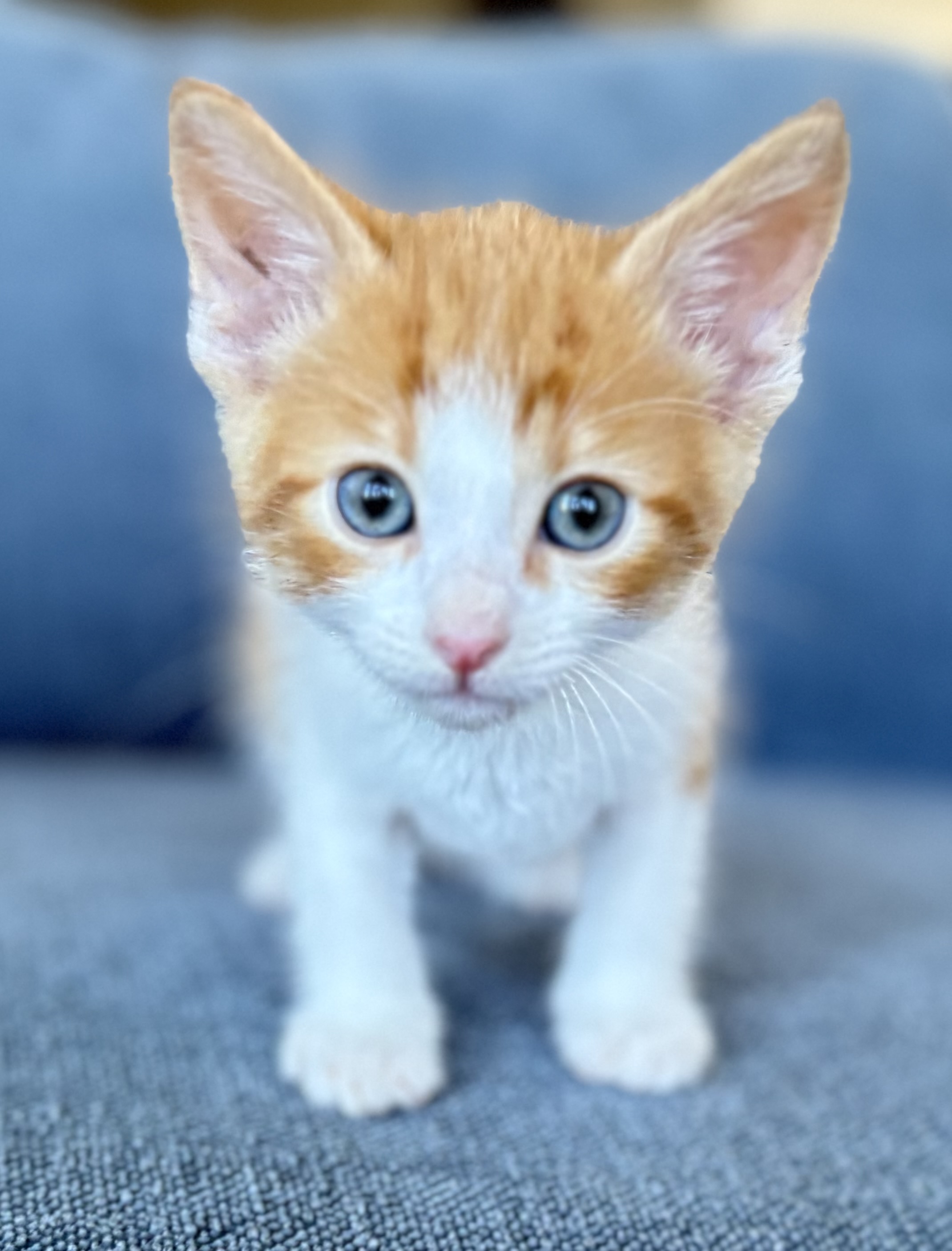 Picture of the Animal Listed