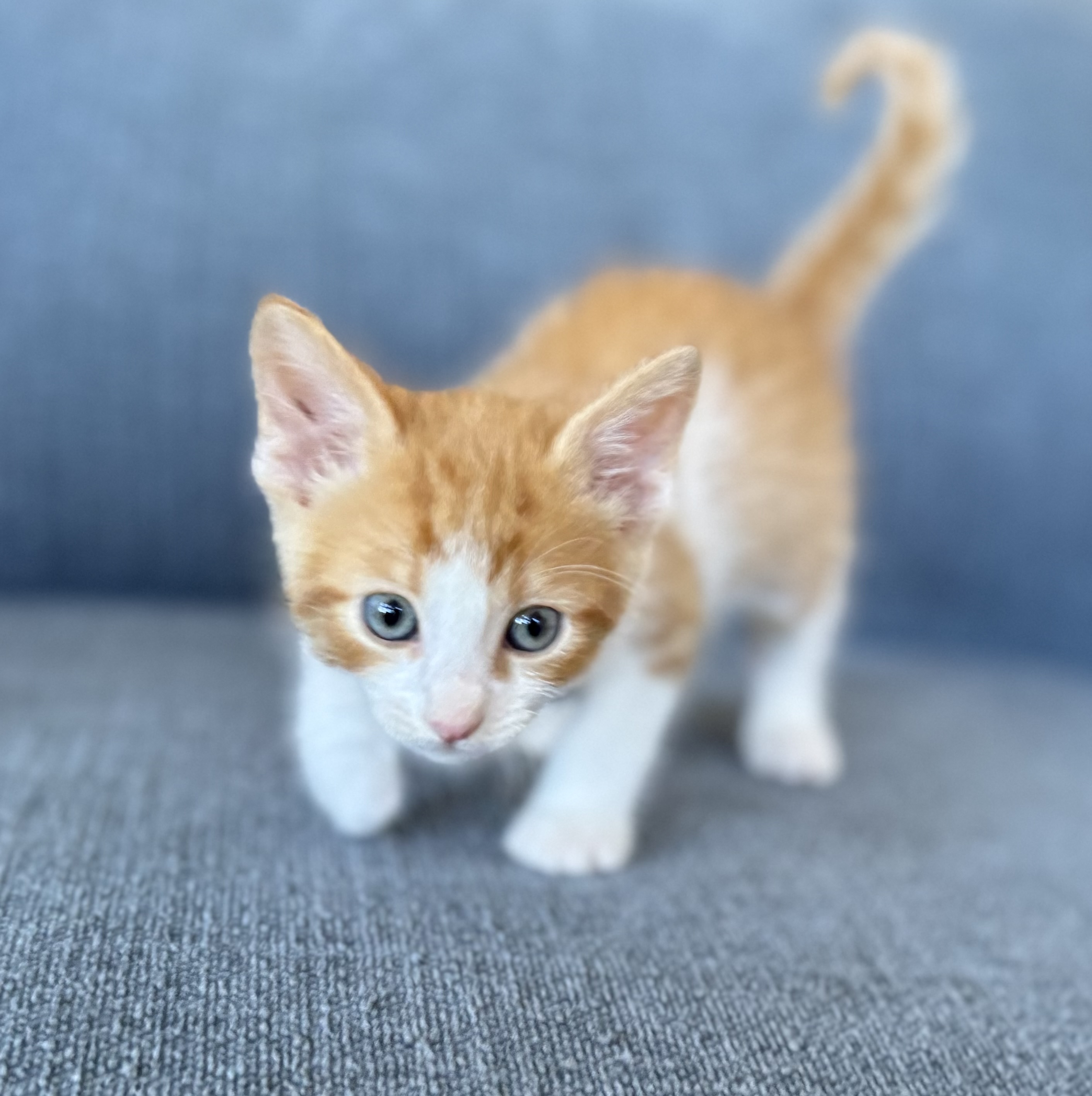 Picture of the Animal Listed