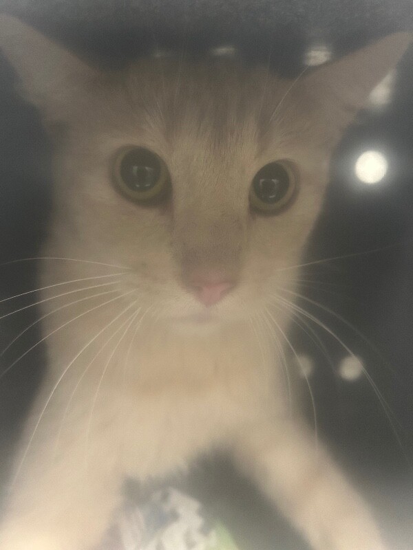 Picture of the Animal Listed