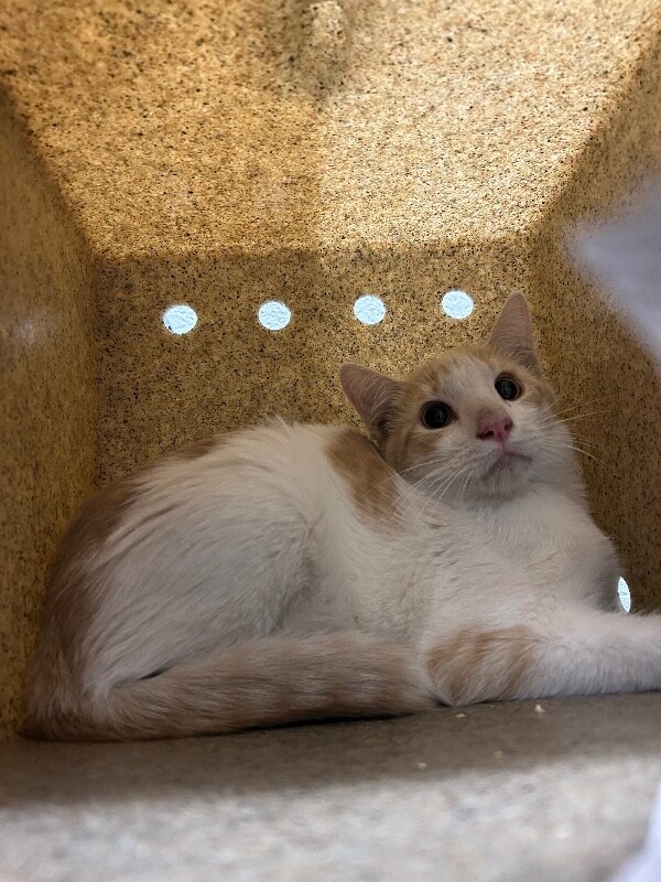 Picture of the Animal Listed