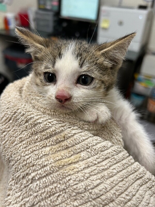 Picture of the Animal Listed