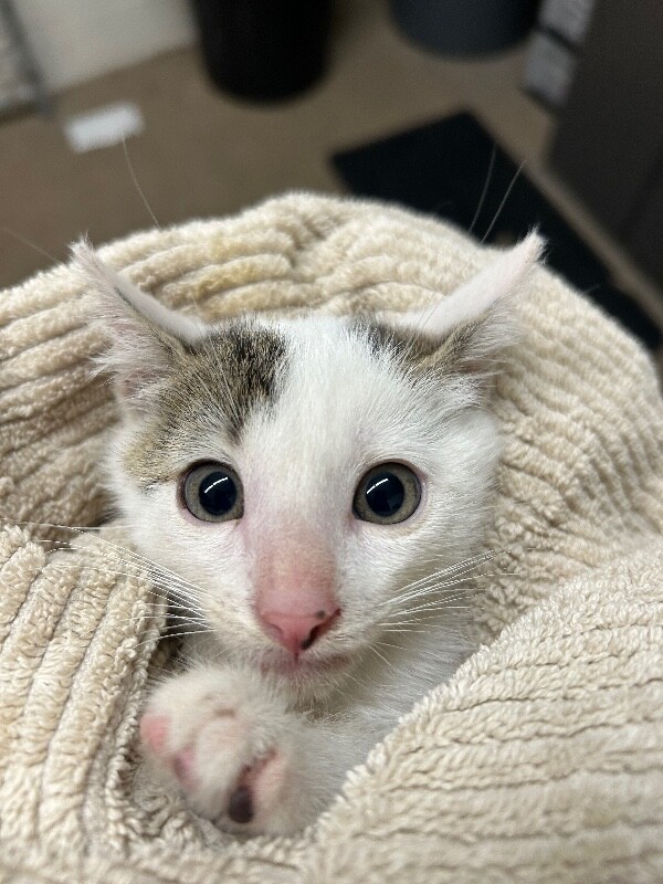 Picture of the Animal Listed