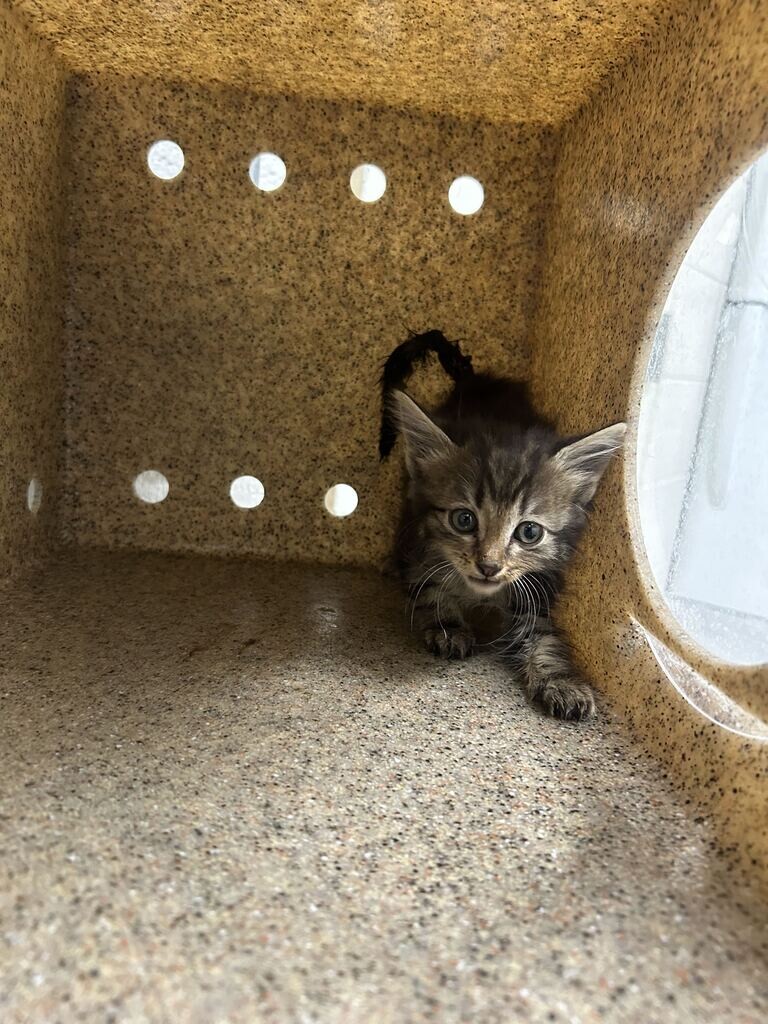 Picture of the Animal Listed