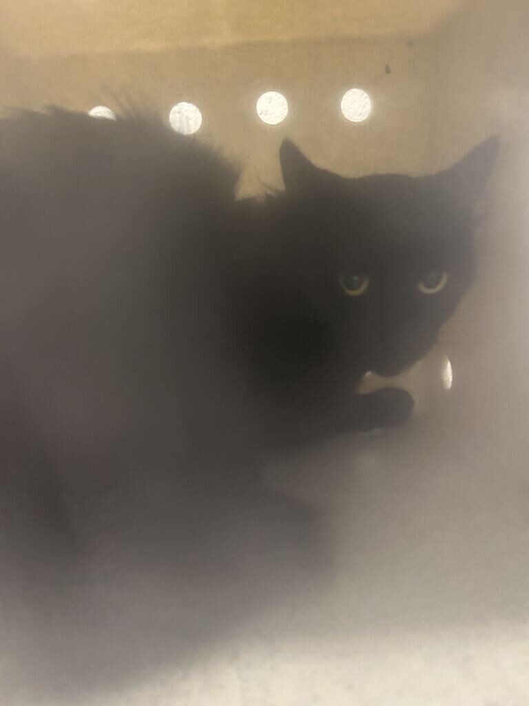 Picture of the Animal Listed