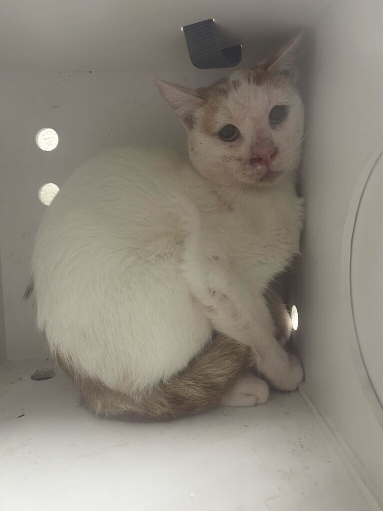 Picture of the Animal Listed