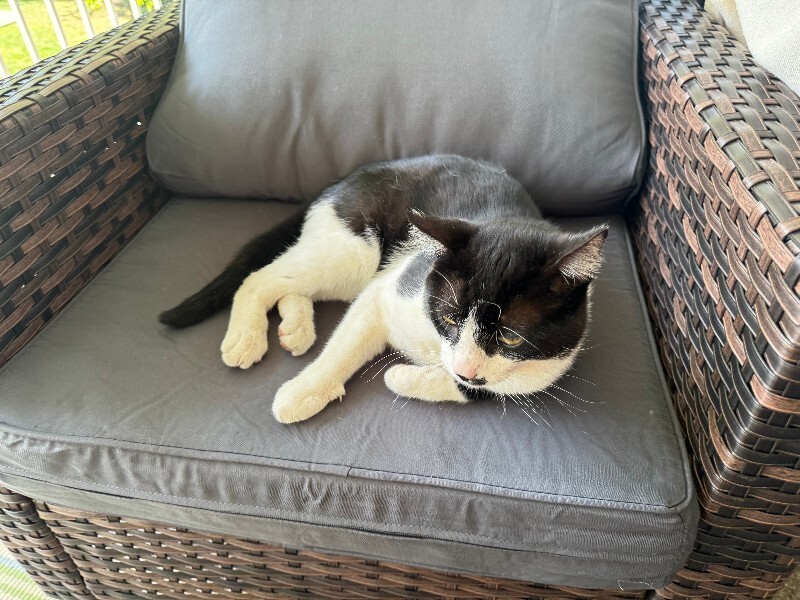 Picture of the Animal Listed