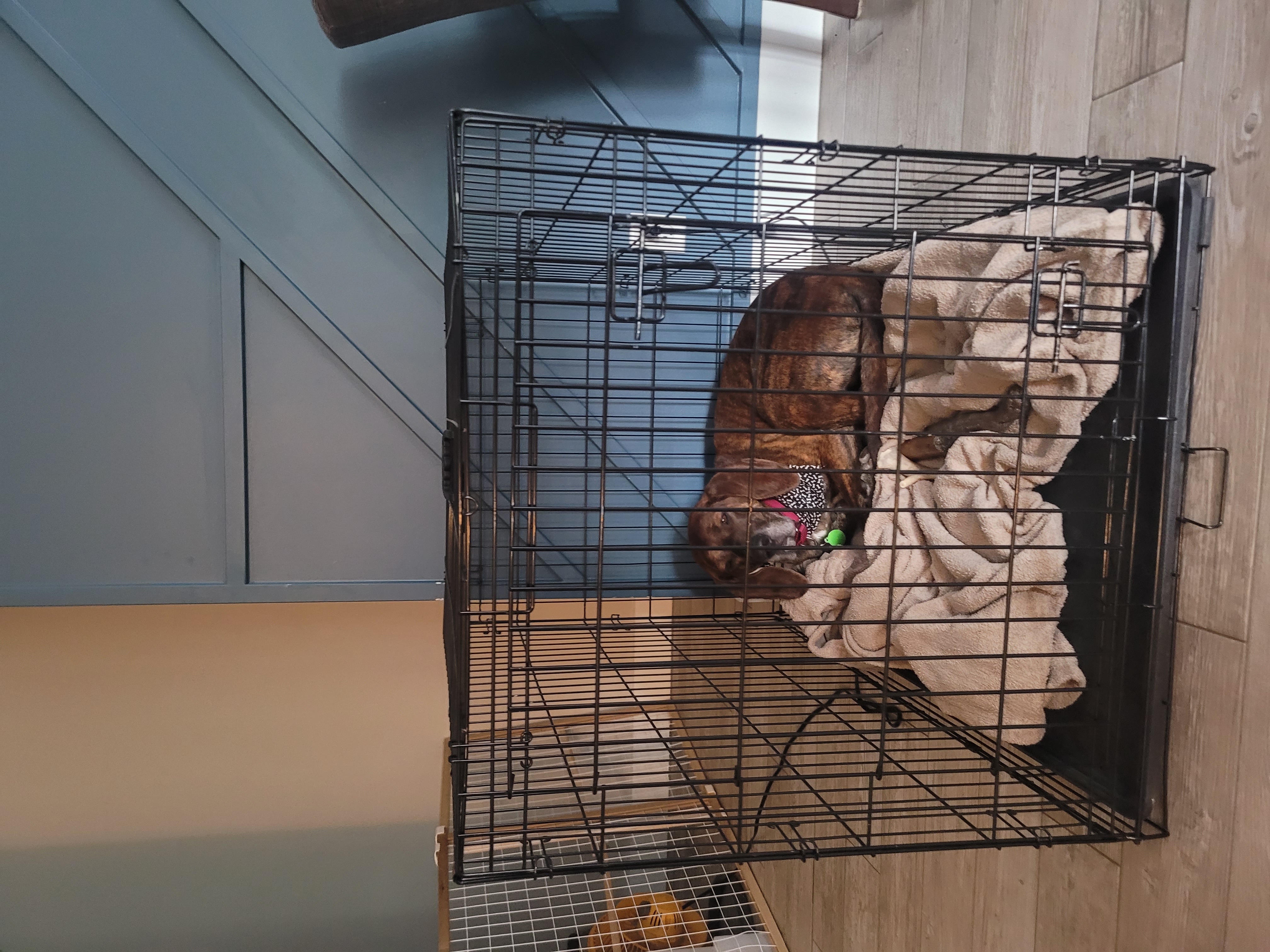 Picture of the Animal Listed