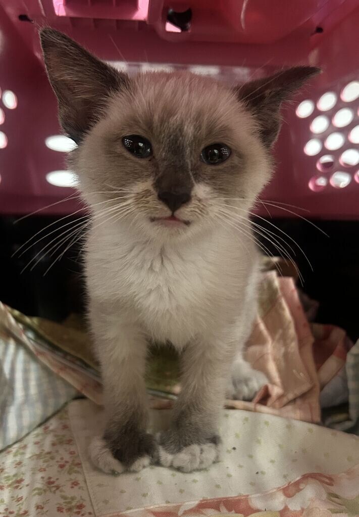 Picture of the Animal Listed