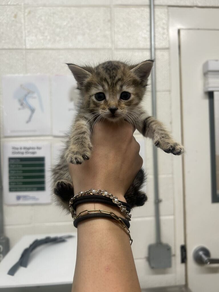 Picture of the Animal Listed