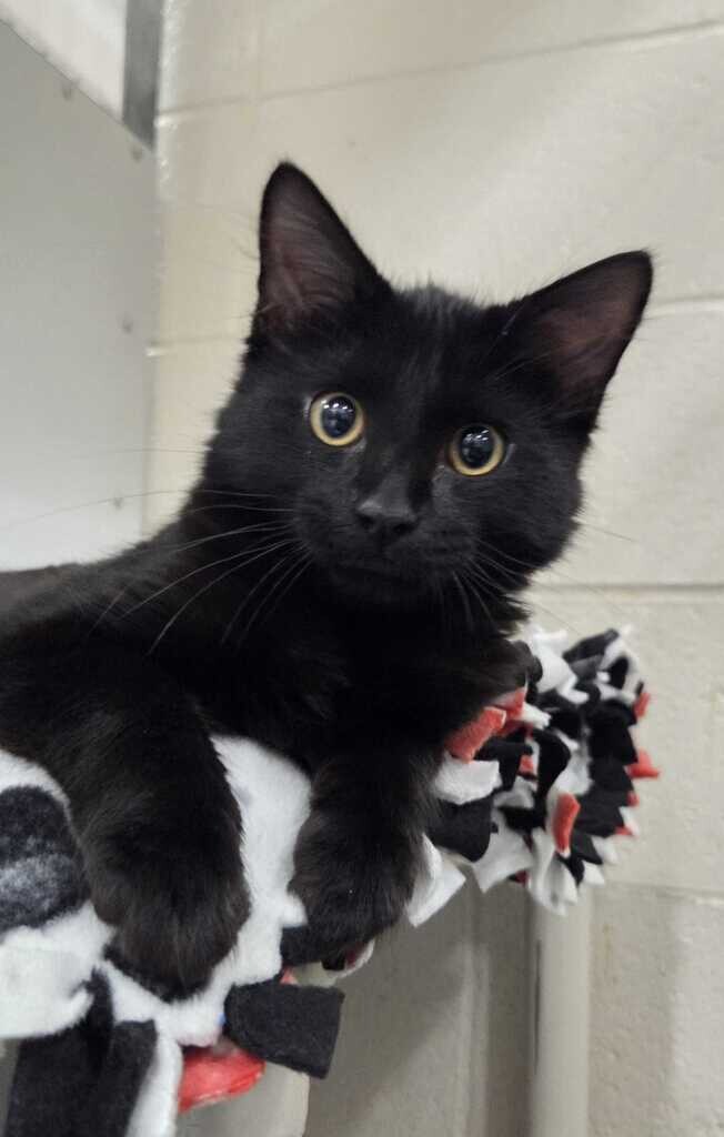 Picture of the Animal Listed