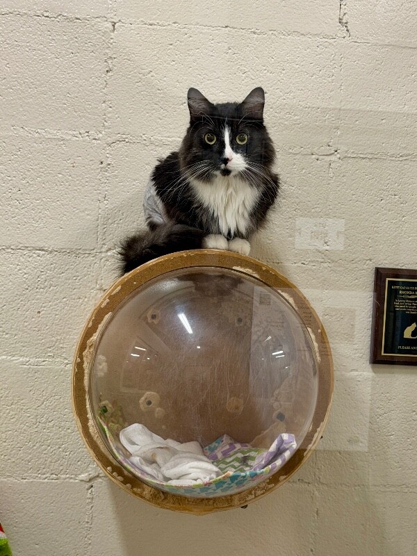 Picture of the Animal Listed