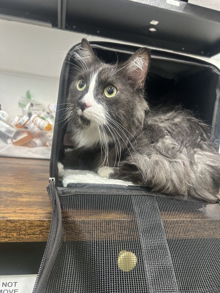 Picture of the Animal Listed