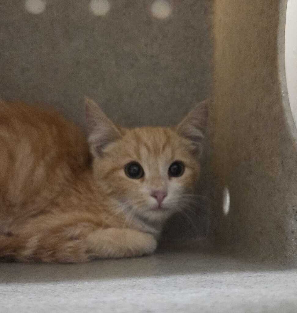 Picture of the Animal Listed