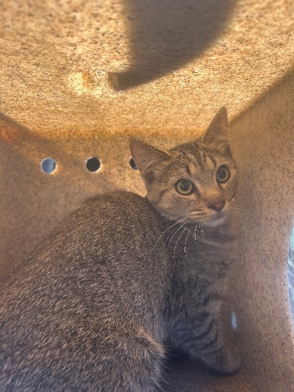 Picture of the Animal Listed