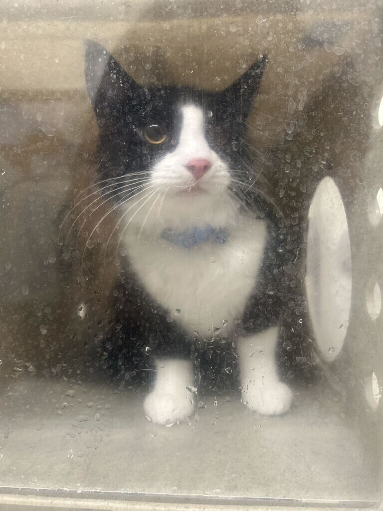 Picture of the Animal Listed