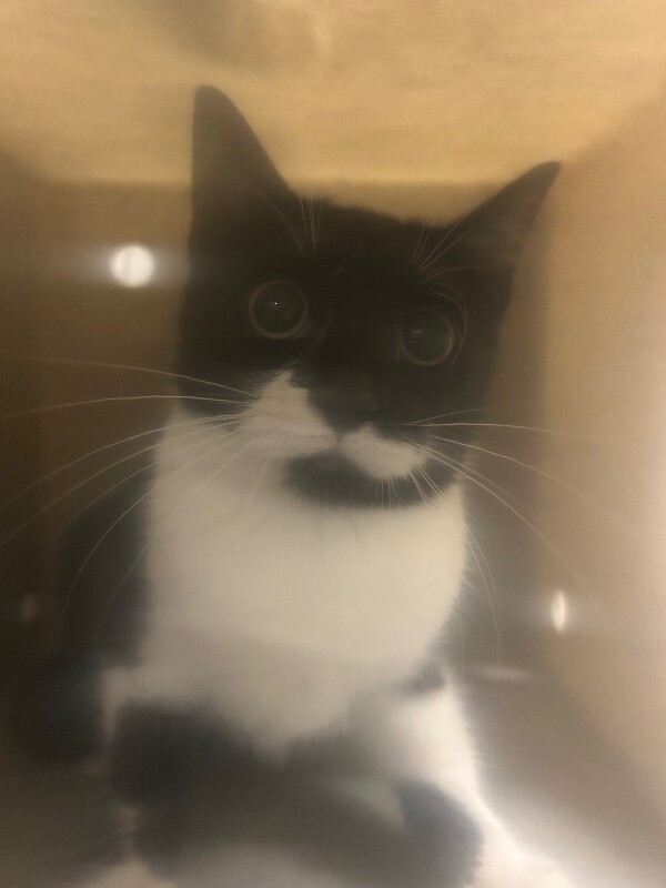 Picture of the Animal Listed