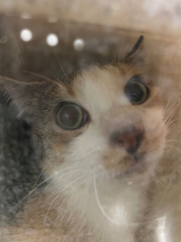 Picture of the Animal Listed