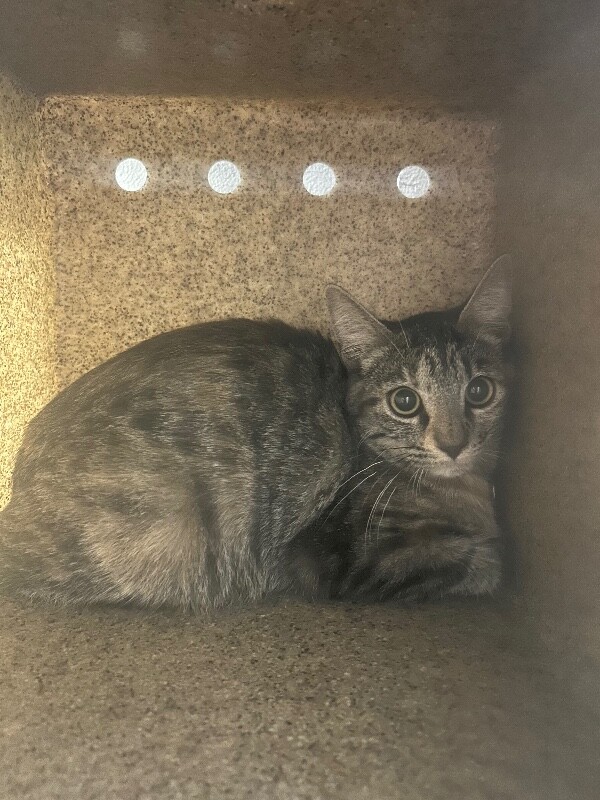 Picture of the Animal Listed