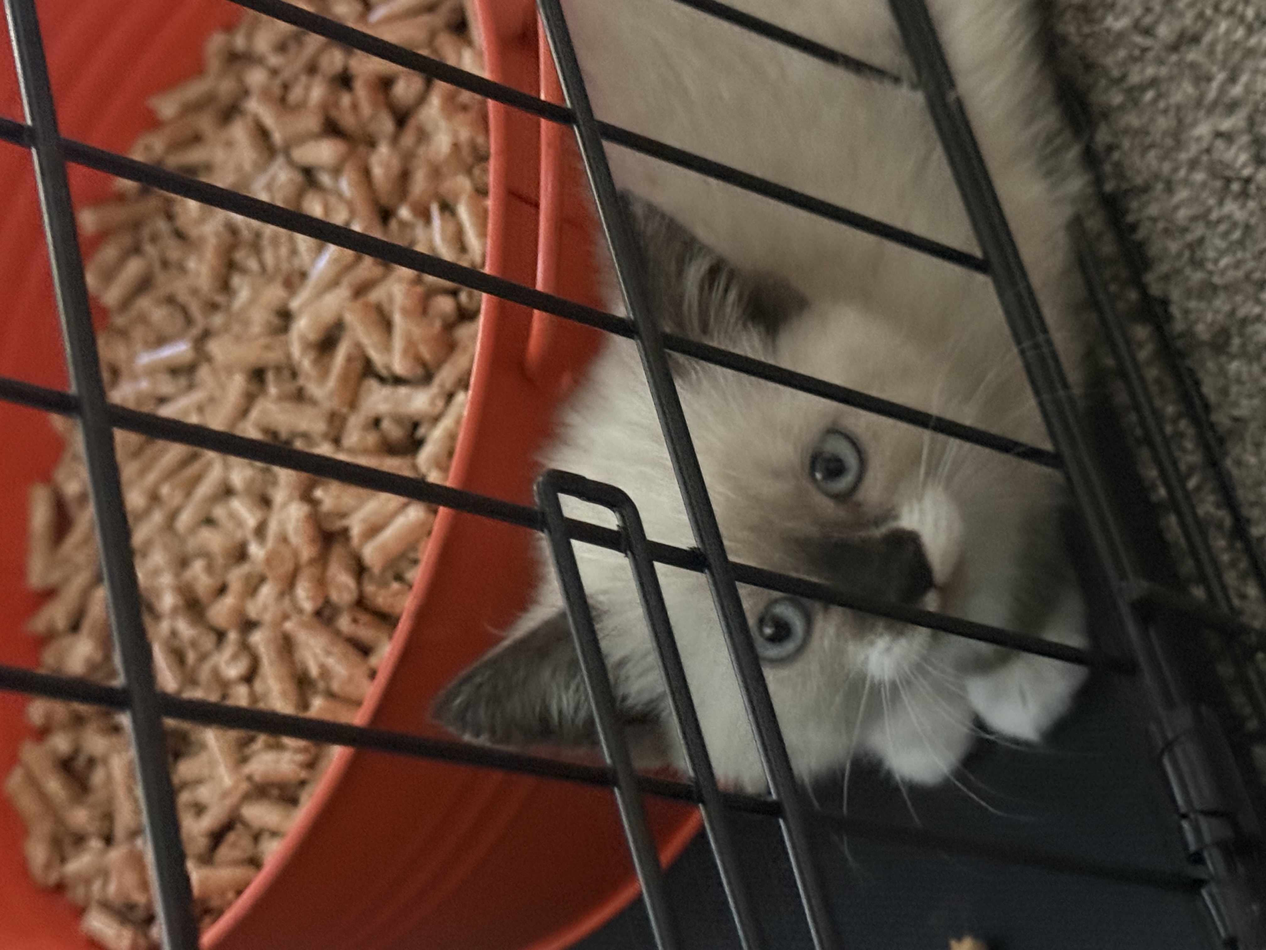 Picture of the Animal Listed